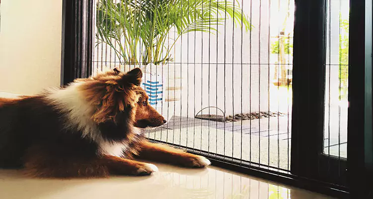 Sliding Screen Pet Door Repair in Pensacola, FL