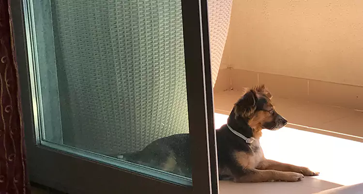 French Door Pet Screen Repair in Pensacola, FL